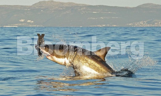 Cape Shark: Πώς οι επιθέσεις από λευκούς καρχαρίες «γέννησαν» μια επιτυχημένη εταιρεία κι ενίσχυσαν τον τουρισμό
