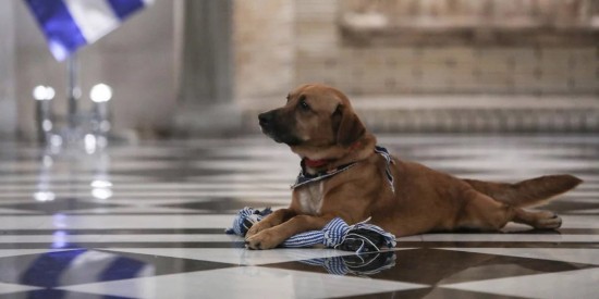 Ζώα συντροφιάς: Τι προβλέπει το νομοσχέδιο για την προστασία τους – Ποιες οι υποχρεώσεις των ιδιοκτητών