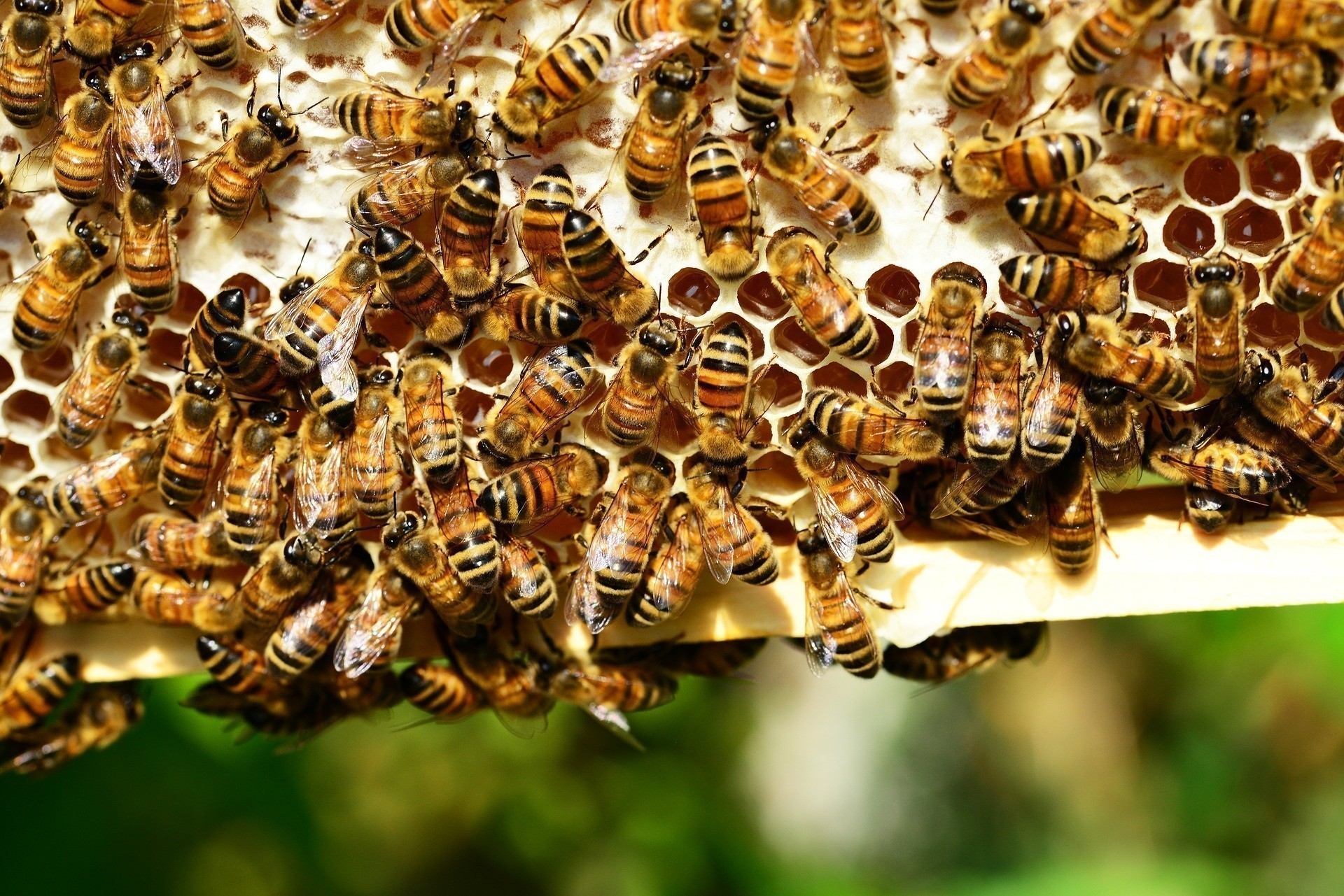 Κλιματική αλλαγή: Σε ποια χώρα καταστρέφονται οι μελισσοκόμοι