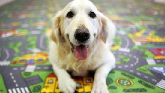 Στα σκαριά ψηφιακή πλατφόρμα για τα ζώα συντροφιάς (vid)