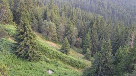 Δασικοί χάρτες: Παράταση από το ΥΠΕΝ για την υποβολή αντιρρήσεων