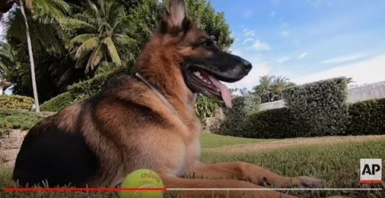 Γκίντερ: Ο πάμπλουτος σκύλος βγάζει στο «σφυρί» την έπαυλή του, αξίας 500 εκατ. δολαρίων (vid)
