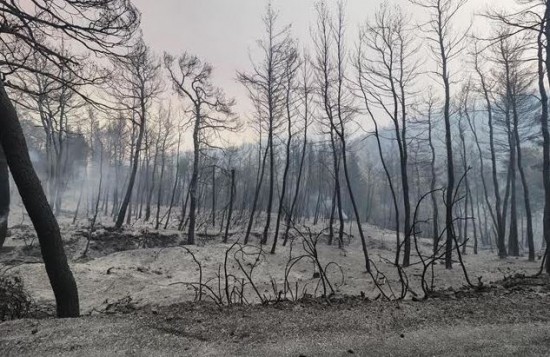 ΥΠΕΝ: Με ταχύ βηματισμό οι δράσεις αποκατάστασης των καμένων σε Β. Εύβοια και ΒΑ Αττική