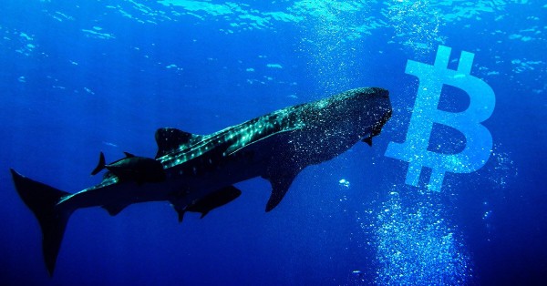 Φάλαινες και δράκοι: Πώς και ποιοι μεγιστάνες χειραγωγούν την τιμή των cryptos