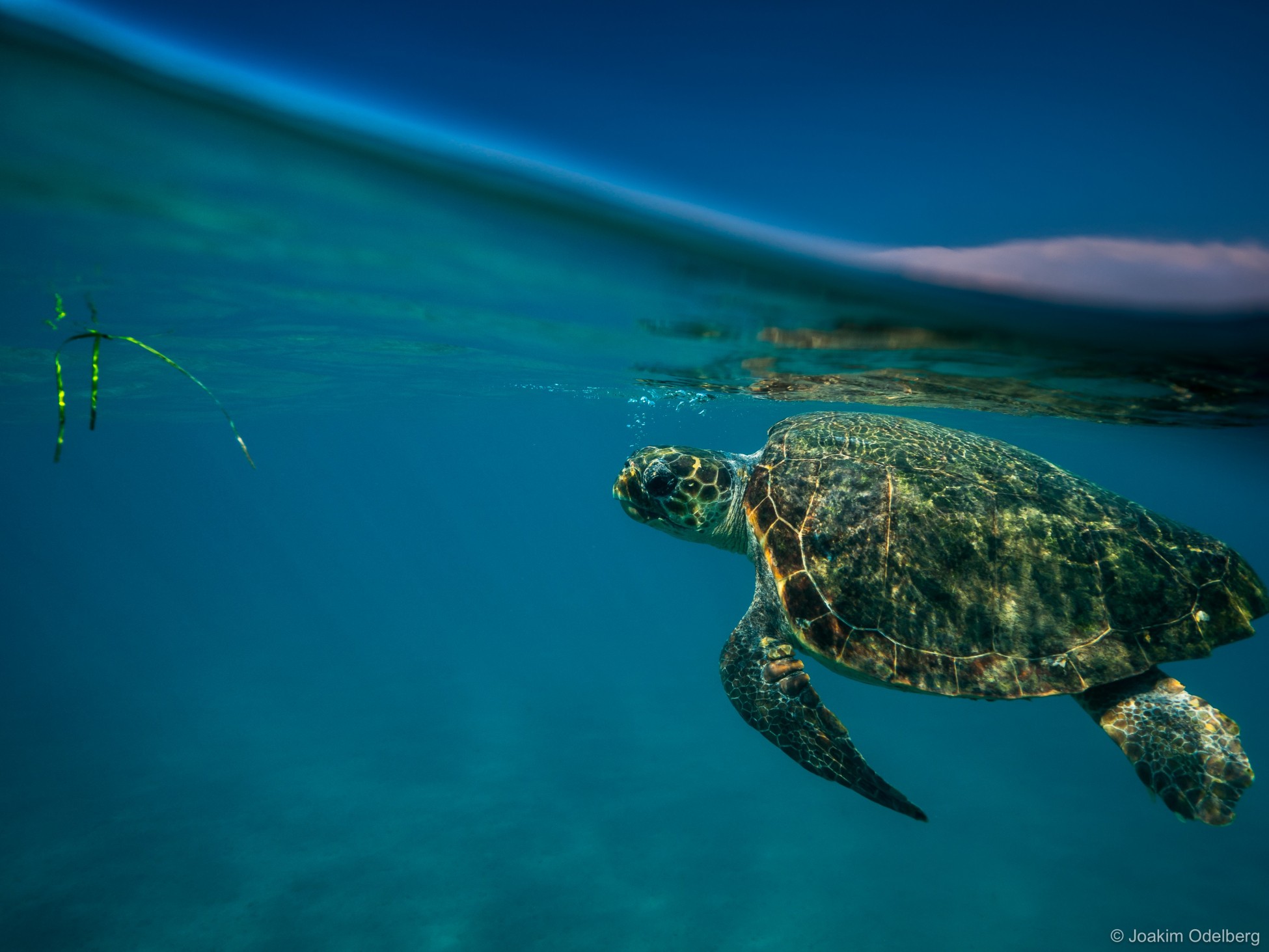 WWF Ελλάς: 30 χρόνια δράσης για τη φύση και τον άνθρωπο