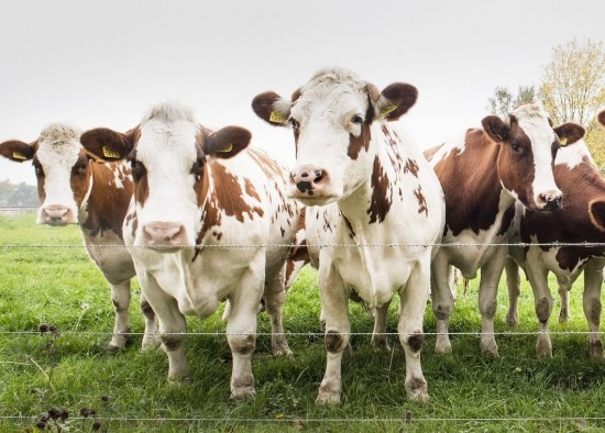 Shell: Έρχονται καύσιμα με κοπριά αγελάδας για ακόμα χαμηλότερες εκπομπές CO2