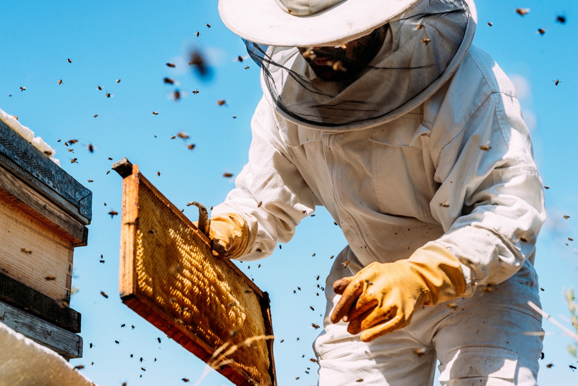 Τράπεζα Πειραιώς και Αττική Μελισσοκομική ενισχύουν τους επαγγελματίες παραγωγούς μελιού της Β. Εύβοιας