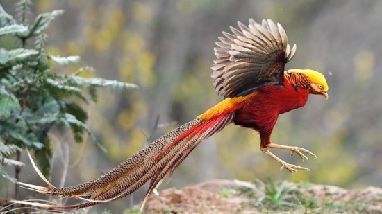 Ταϊλάνδη: Ποινή φυλάκισης σε εκατομμυριούχο για παράνομο κυνήγι απειλούμενων ζώων