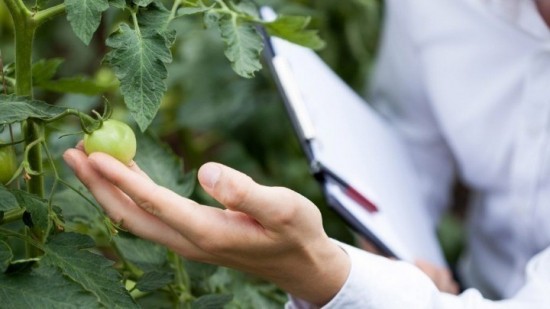 Καλλιέργειες: Η λειψυδρία μειώνει τις παραγωγές και φέρνει αυξήσεις στις τιμές (vid)