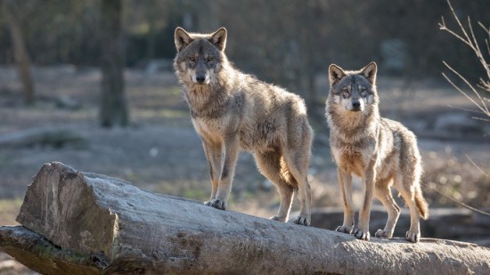 YΠΕΝ: Επί ποδός για τη διαχείριση της άγριας πανίδας στην Αττική