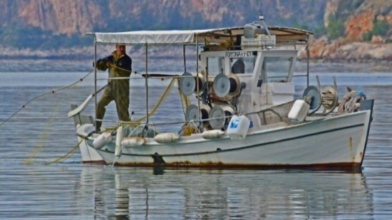 Γαύρος: Υπό τον κίνδυνο «εξαφάνισης» τα επόμενα χρόνια – Ο ανταγωνισμός με τη σαρδέλα