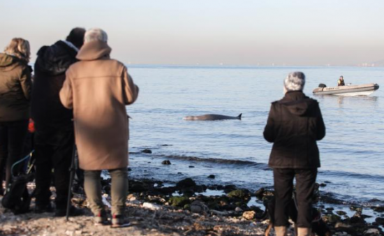 Μία μικρή φάλαινα φυσητήρας εξόκειλε στην παραλία Εδέμ του Αλίμου