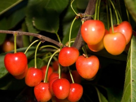 Έδεσσα: Το γαλανό/άσπρο κεράσι Αρχαγγέλου διεκδικεί τον τίτλο του ΠΟΠ