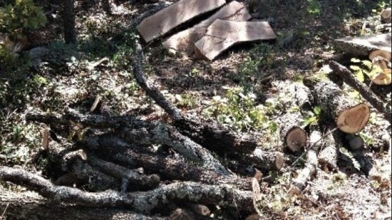 Δήμος Γλυφάδας: Δωρεάν διανομή της ξυλείας από την κακοκαιρία στους δημότες