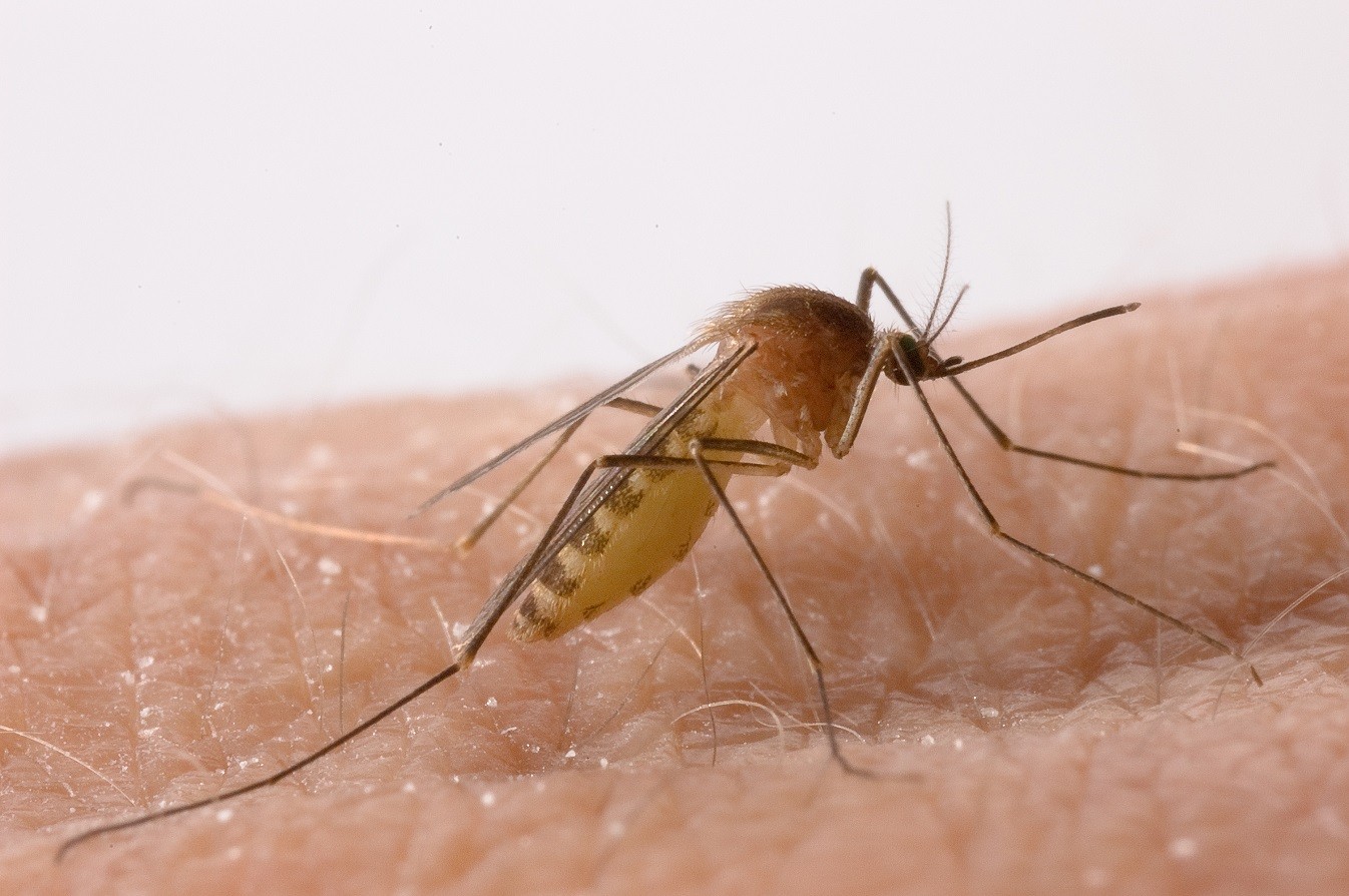 Θεσσαλονίκη: Ο μύθος με τα άφθονα κουνούπια και η καινοτομία πίσω από ένα βραβείο πέντε εκατ. ευρώ (pics)