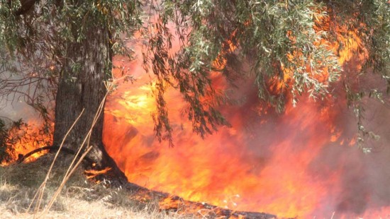 Πώς θα «πρασινίσει» ξανά η Αρχαία Ολυμπία