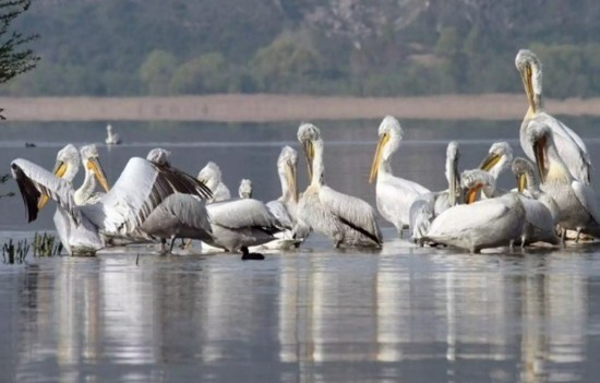ΥΠΕΝ: Έκτακτα μέτρα για τους μαζικούς θανάτους των αργυροπελεκάνων στις Πρέσπες