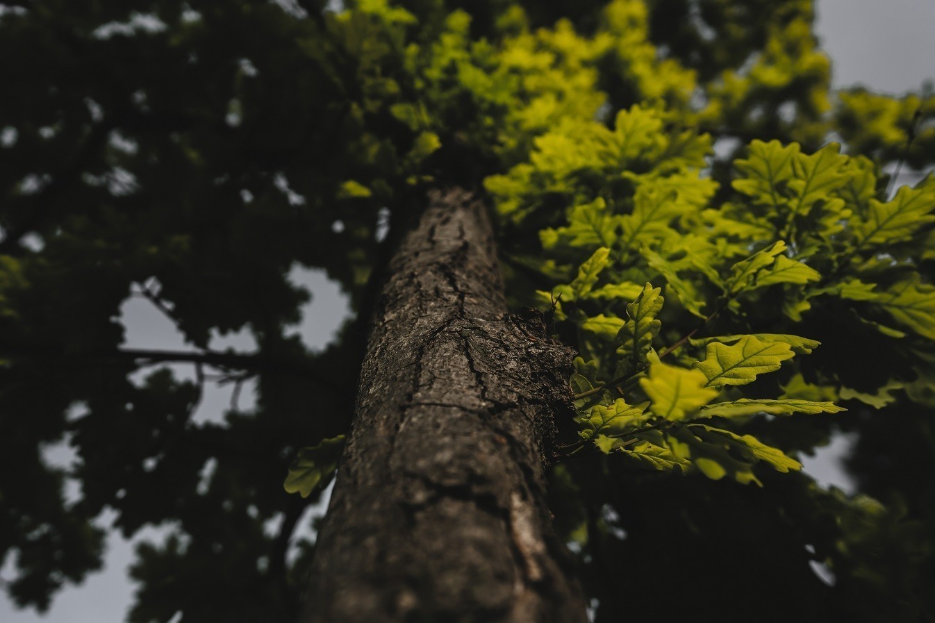 ΤΑΤΟΪ Club: Ανέλαβε την αναδάσωση της Βαρυμπόμπης μετά τις καταστροφικές πυρκαγιές του Αυγούστου (vid)