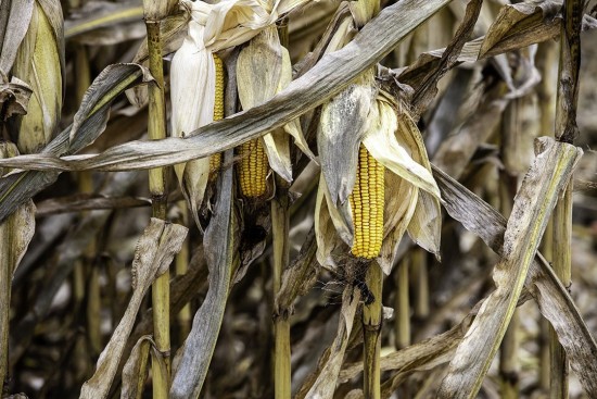 Συνεχίζεται το ράλι για το καλαμπόκι – Σε υψηλό 10ετίας οι τιμές