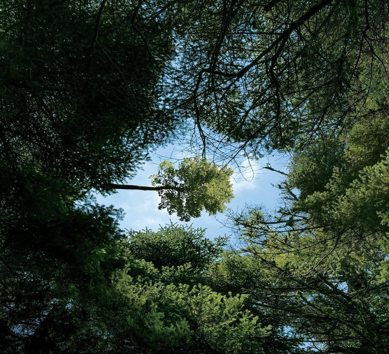 Vodafone Smart Forest: Αυτό είναι το πρώτο «έξυπνο» δάσος στην Ελλάδα
