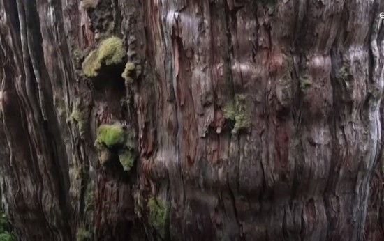 Ο «Μεγάλος Παππούς»: Το γηραιότερο δέντρο στη Γη εχει ηλικία τουλάχιστον 5.000 ετών