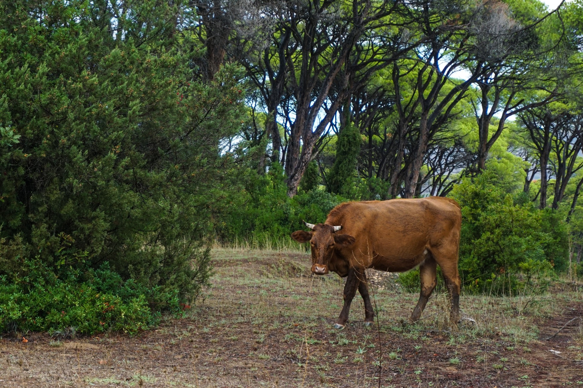 Η πρώτη χώρα που θα φορολογήσει το… ρέψιμο των αγελάδων
