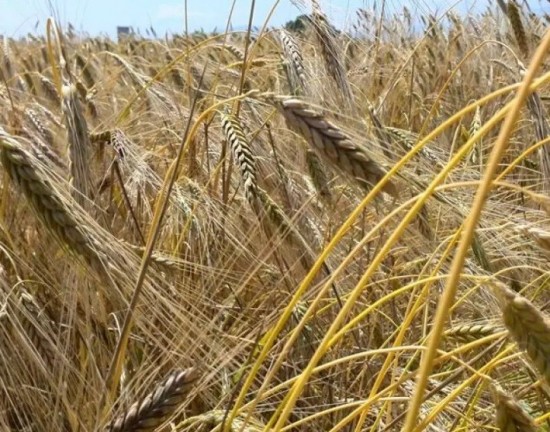 Σιτάρι: Γιατί θα παραμείνει στα ύψη η τιμή του ανεξάρτητα από τον πόλεμο