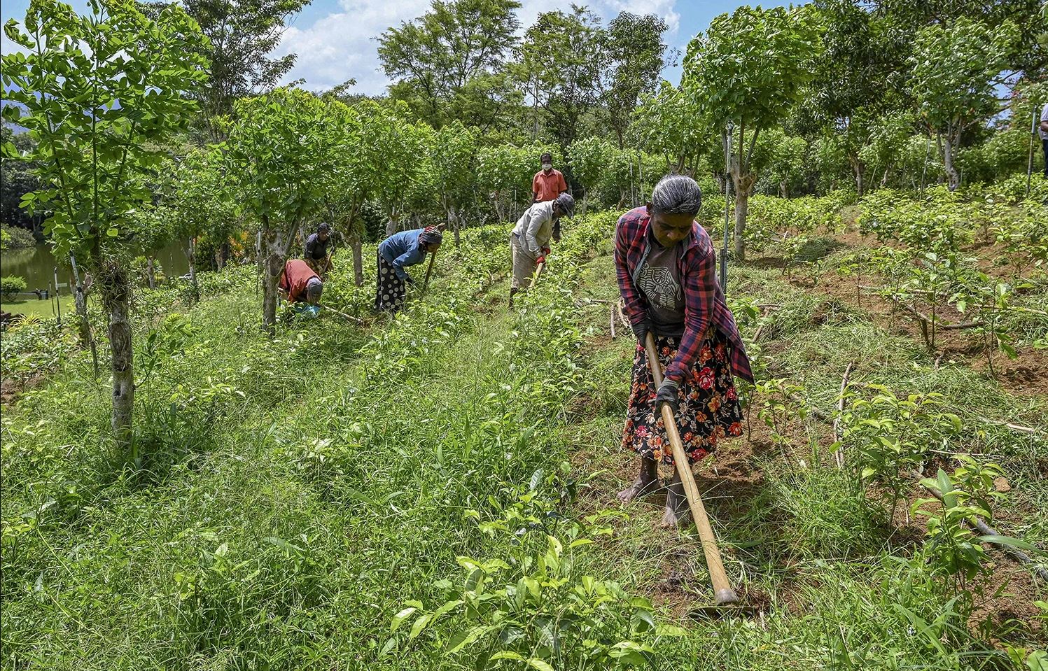 Οργανική γεωργία: Μαθήματα από το αποτυχημένο πείραμα της Σρι Λάνκα