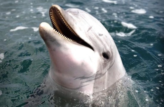Φρίκη στα Νησιά Φερόε: Ορίστηκε ετήσια ποσόστωση για σφαγή «μόνο» σε 500 δελφίνια