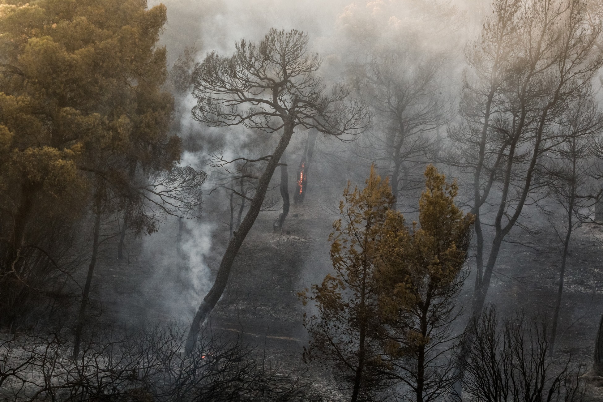 Δίπλα στους πυρόπληκτους της Πεντέλης οι ξενοδόχοι της Αττικής