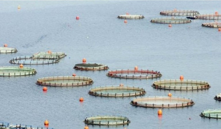 Ελληνική ιχθυοκαλλιέργεια: Οι πωλήσεις του 2021 σημείωσαν ρεκόρ δεκαετίας
