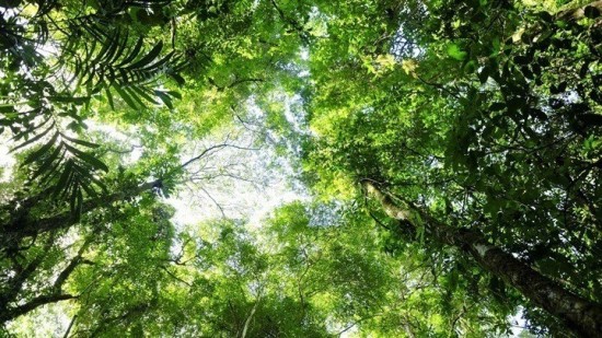 Βραζιλία: Έσπασε νέο ρεκόρ η αποψίλωση του δάσους του Αμαζονίου