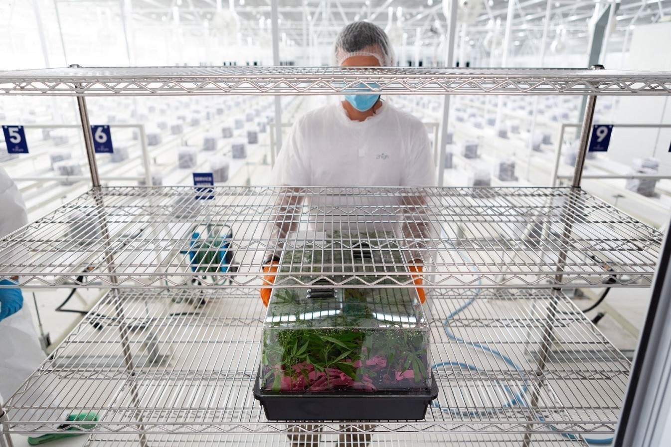 Στην Ελλάδα από το Ισραήλ τα πρώτα φυτά για φαρμακευτική κάνναβη (pics)