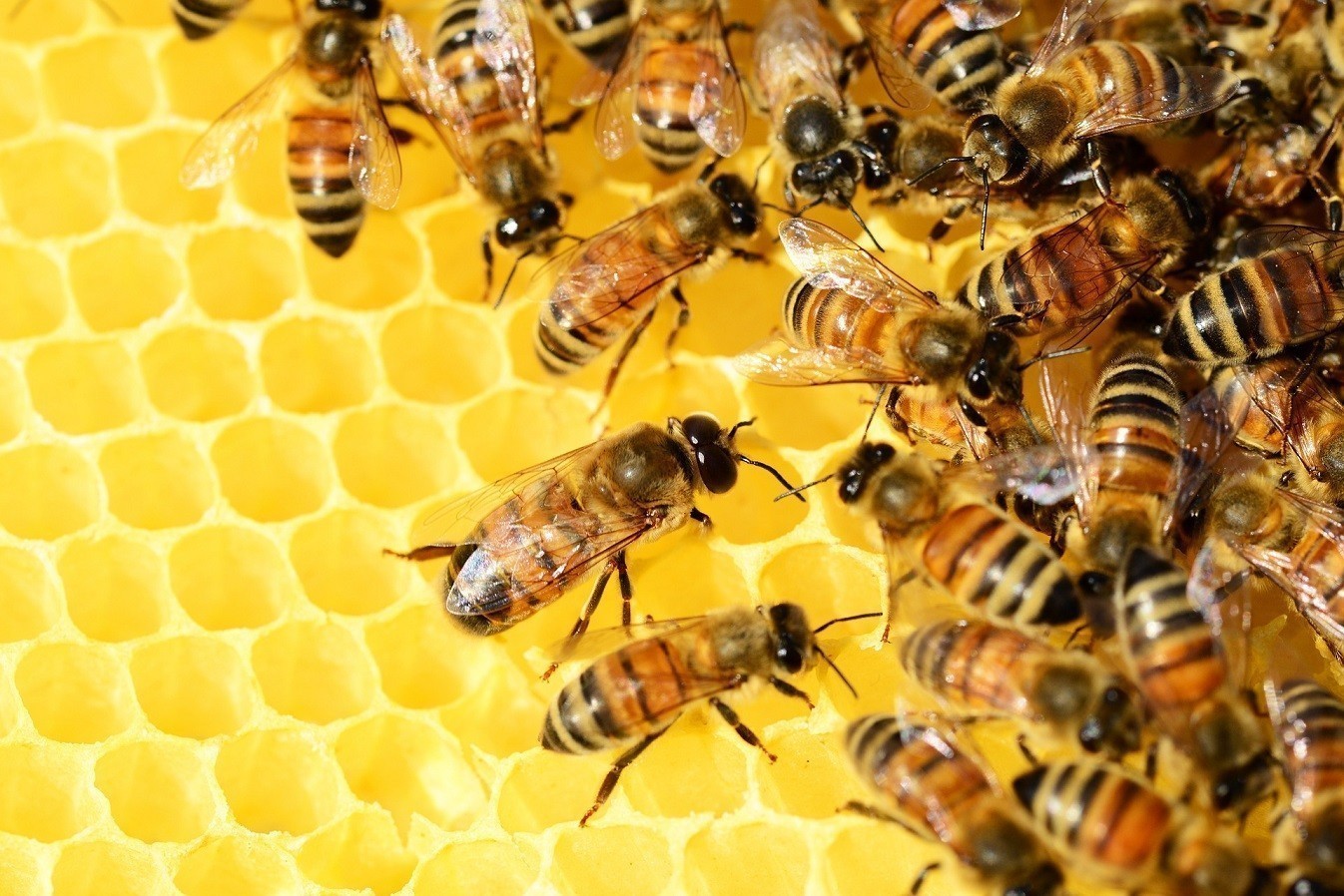 ΥΠΑΑΤ: Ενισχύσεις 12 εκατ. ευρώ στους μελισσοκόμους για τις επιπτώσεις από τον πόλεμο στην Ουκρανία