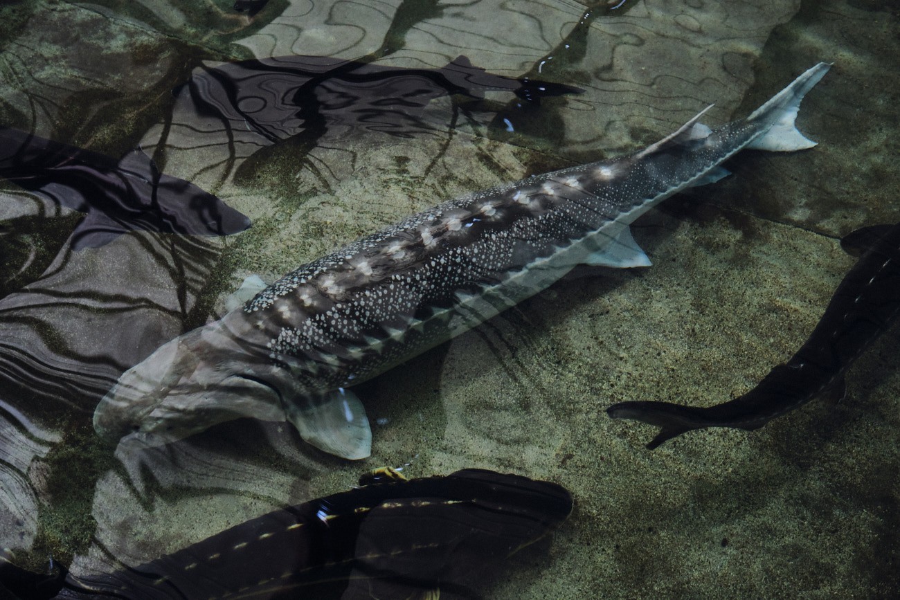 Tο ελληνικό χαβιάρι και ο οξύρρυγχος του Αμβρακικού κόλπου