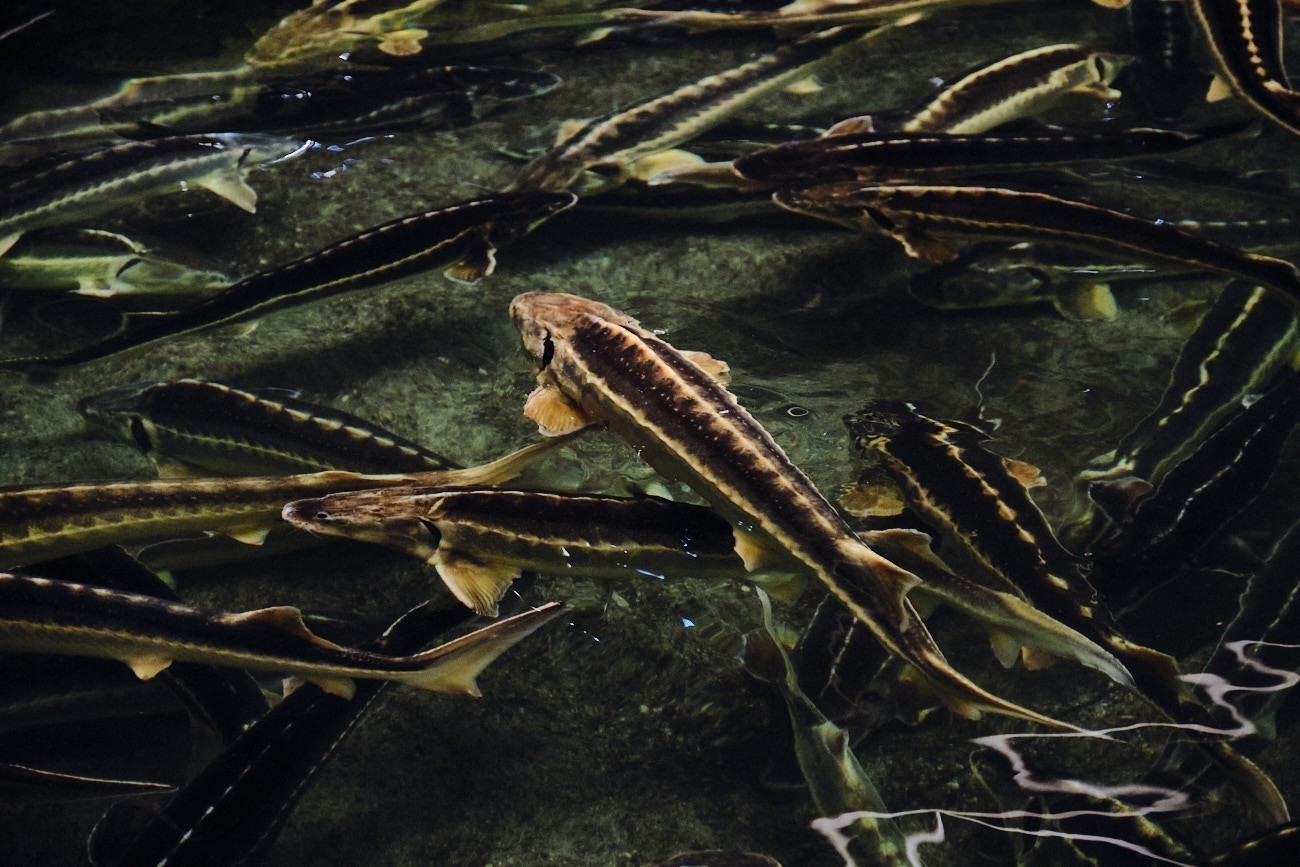Tο ελληνικό χαβιάρι και ο οξύρρυγχος του Αμβρακικού κόλπου