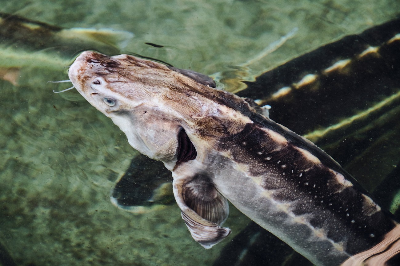 Tο ελληνικό χαβιάρι και ο οξύρρυγχος του Αμβρακικού κόλπου