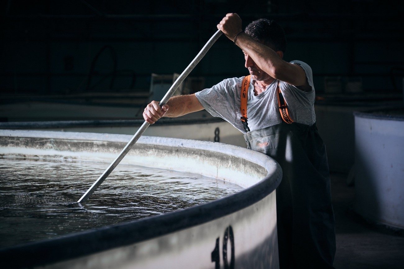Tο ελληνικό χαβιάρι και ο οξύρρυγχος του Αμβρακικού κόλπου
