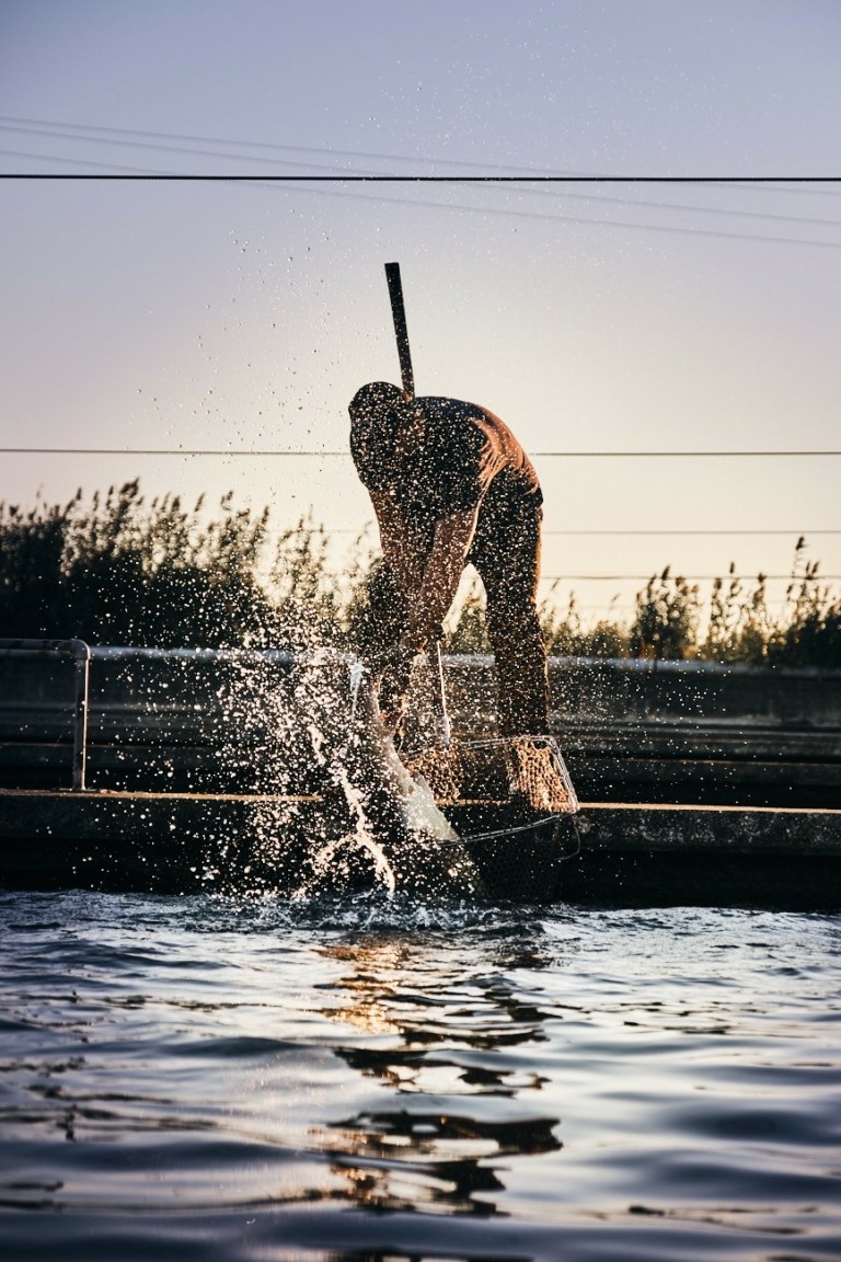 Tο ελληνικό χαβιάρι και ο οξύρρυγχος του Αμβρακικού κόλπου