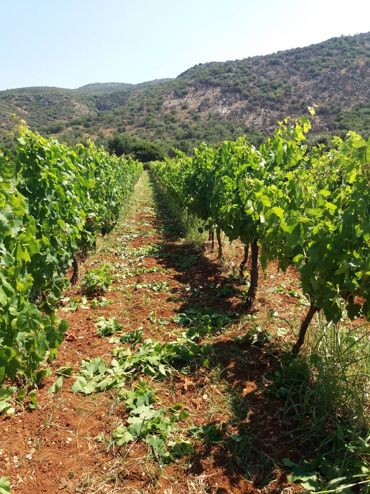 10 τοπ ακριβά ελληνικά κρασιά που αξίζουν τα χρήματά τους
