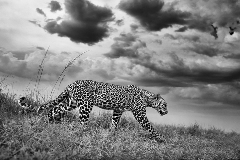 Από την Αφρική στην Ανταρκτική, η άγρια Φύση ενός σπουδαίου Ελληνα