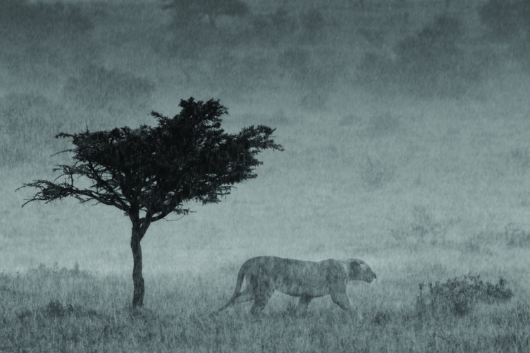 Από την Αφρική στην Ανταρκτική, η άγρια Φύση ενός σπουδαίου Ελληνα
