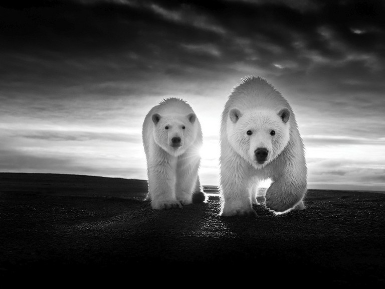 Από την Αφρική στην Ανταρκτική, η άγρια Φύση ενός σπουδαίου Ελληνα