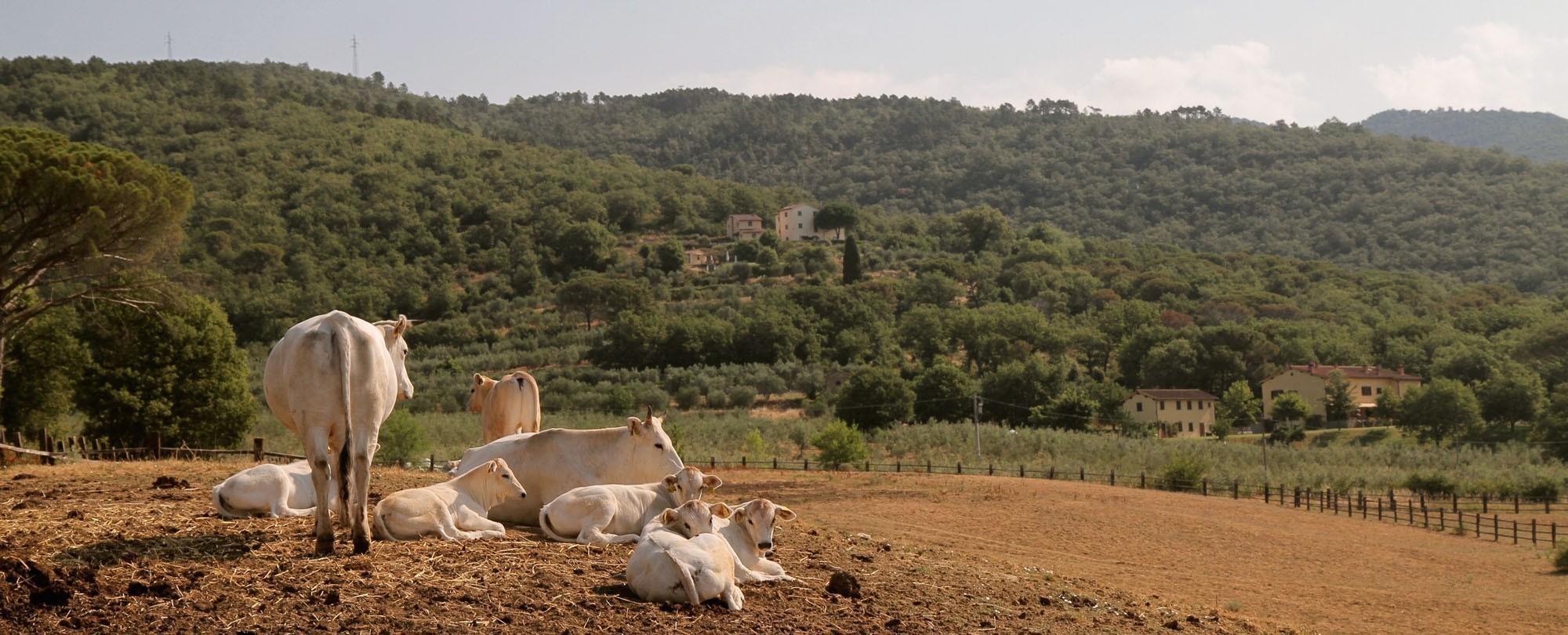 Μια εμπειρία στο αγρόκτημα-παράδεισο στο πιο όμορφο μεσαιωνικό χωριό της Τοσκάνης
