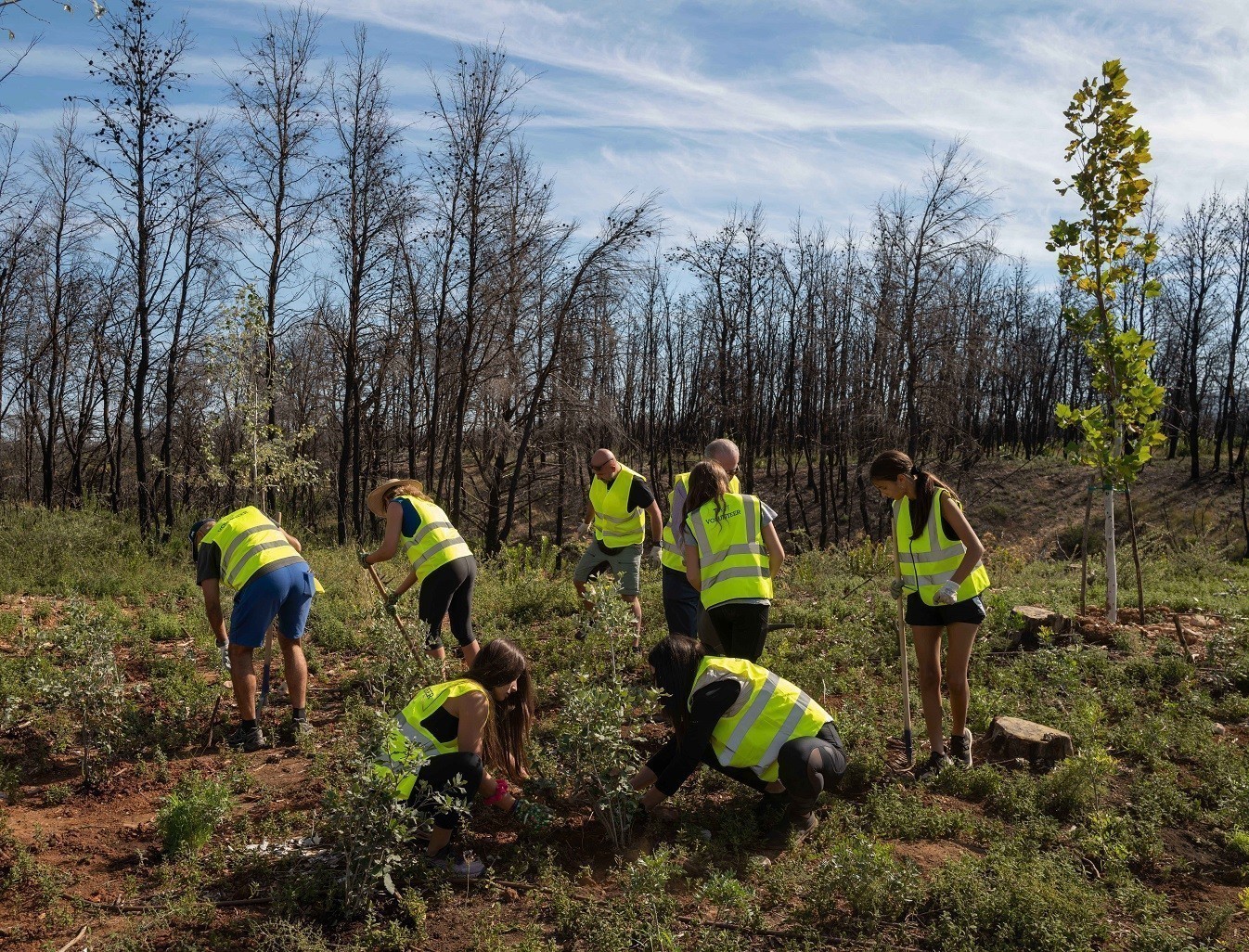ΤΑΤΟΪ Club: Ολοκλήρωσε το έργο αναδάσωσης στη Βαρυμπόμπη (vid)