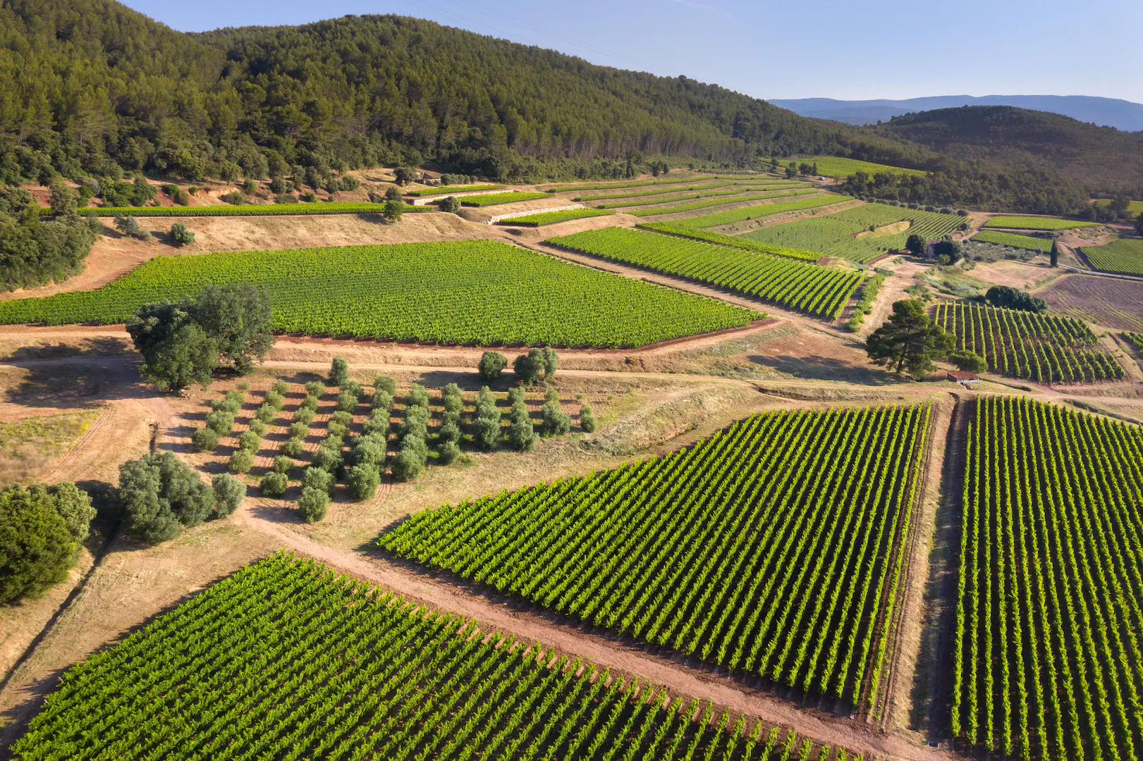 Πώς τα ροζέ κατέκτησαν τον κόσμο και η απίθανη ιστορία του Whispering Angel που έγινε ένα από τα μεγαλύτερα οινικά success story όλων των εποχών