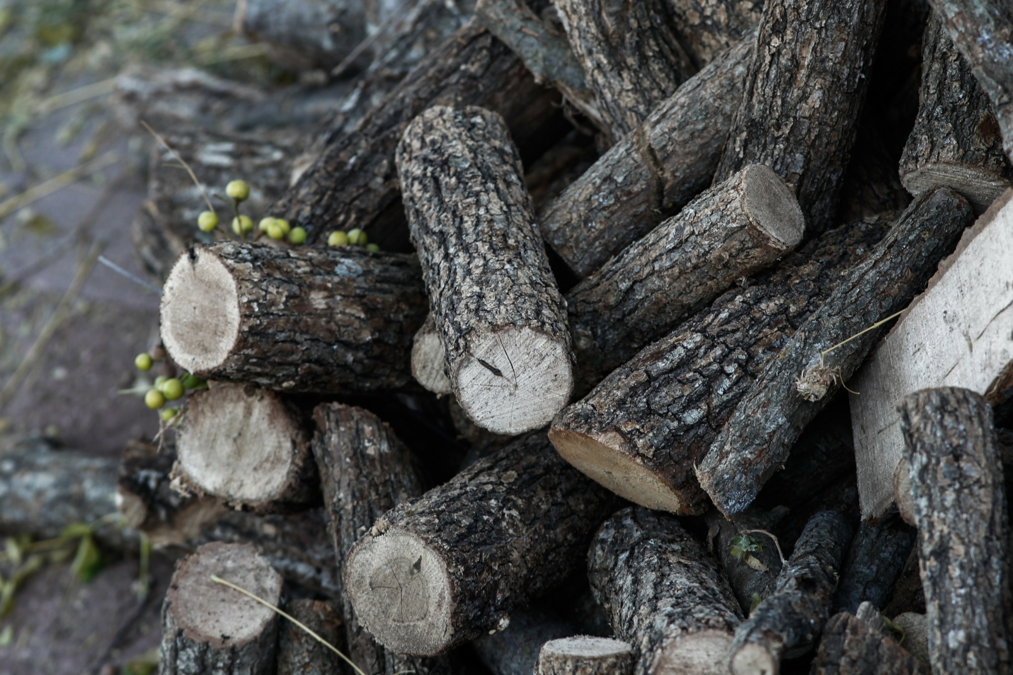 Απαγόρευση εξαγωγής ξυλείας από την Ελλάδα – Οι ημερομηνίες και τα πρόστιμα