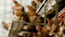«Πράσινο φως» από τον FDA για την πώληση κοτόπουλου φτιαγμένου στο εργαστήριο (tweet)