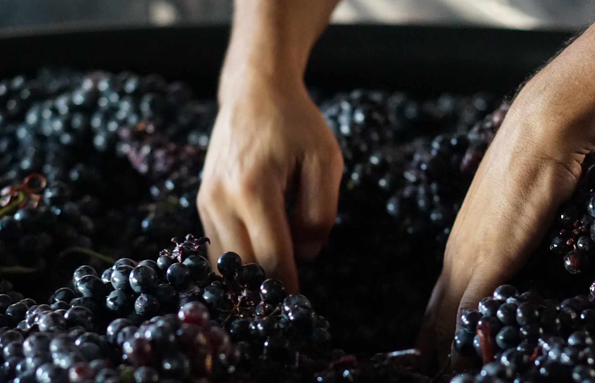 Αγιωργίτικο vs Μαυροδάφνη: 10 κορυφαίες ετικέτες σε μια μονομαχία κάτω από το (κόκκινο) αυλάκι!