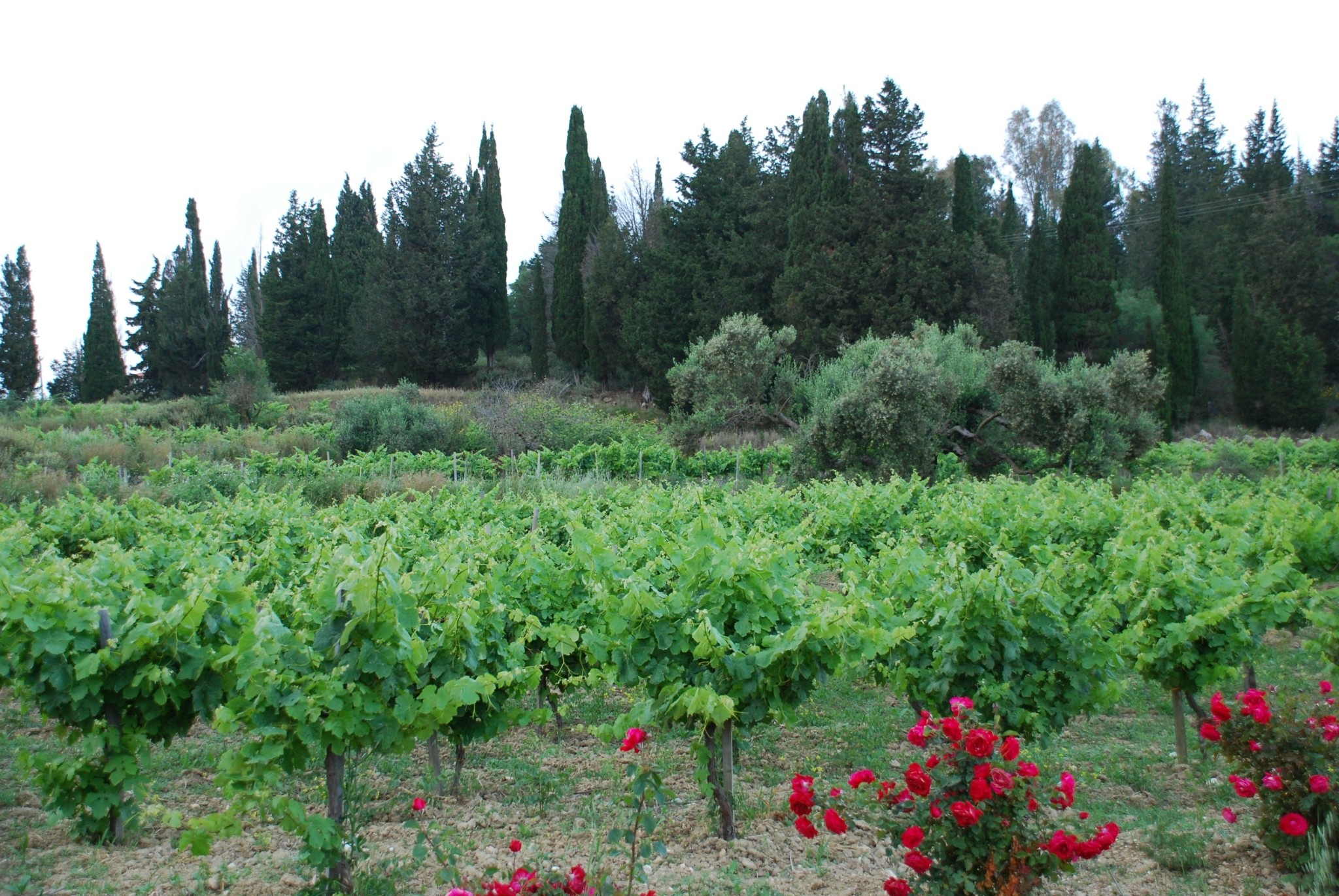 Είναι η Κεφαλονιά ο πιο δυναμικός αμπελώνας της Ελλάδας; 7 κρασιά που συναρπάζουν